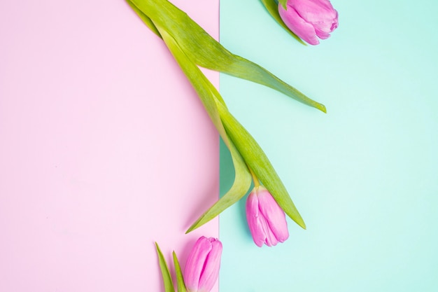 Frühlingsblumenrosa Tulpen auf Pastellhintergrund