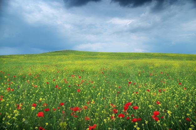 Frühlingsblumenwiese Zusammensetzung der Natur