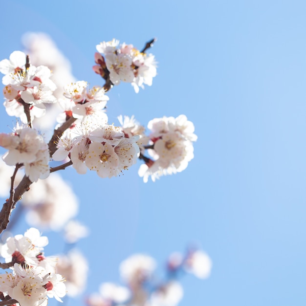 Frühlingsblumenzweige der blühenden Aprikose gegen den blauen Himmel.