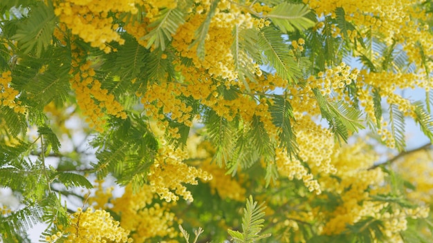 Frühlingsbündel mit Acacia dealbata, gelber Mimosa, flauschigen Blüten in sonnigem Licht, Frühlingsbaum in der Nähe