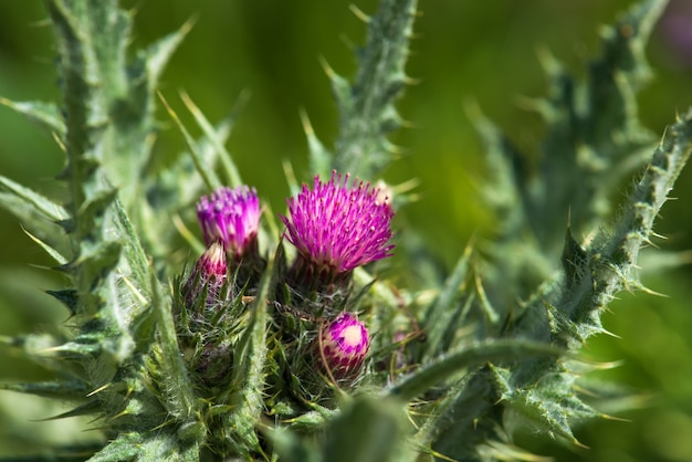 Frühlingsdistelblumen, Naturhintergrund