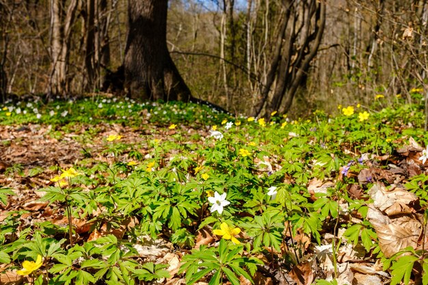 Frühlingserwachen der Blumen im Wald auf dem Hintergrund des Sonnenscheins