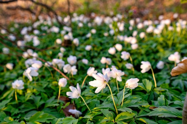 Frühlingserwachen der Blumen im Wald auf dem Hintergrund des Sonnenscheins