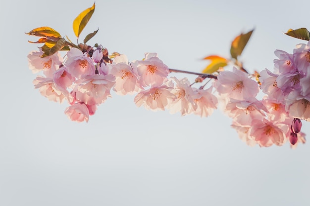 Frühlingsfahnenzweig der blühenden Kirsche gegen Hintergrund des blauen Himmels Rosa Sakura-Blumen