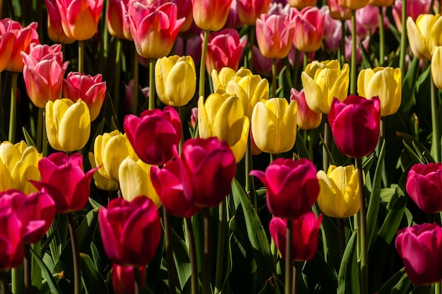 Frühlingsfeld mit bunten Tulpen