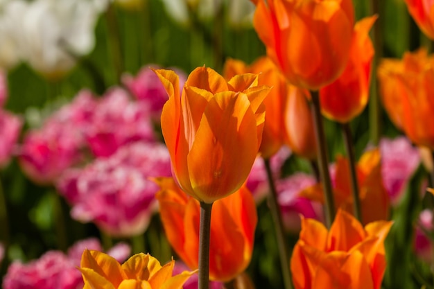 Frühlingsfeld mit bunten Tulpen