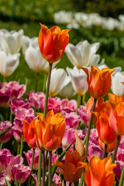 Frühlingsfeld mit bunten Tulpen