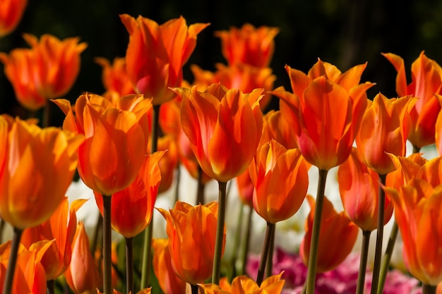 Frühlingsfeld mit bunten Tulpen