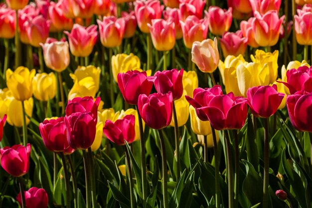 Frühlingsfeld mit bunten Tulpen