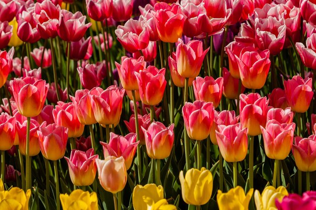 Frühlingsfeld mit bunten Tulpen