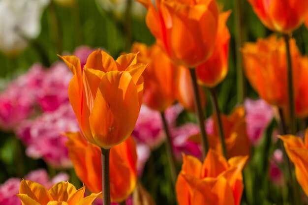 Frühlingsfeld mit bunten Tulpen