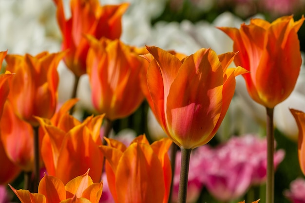 Frühlingsfeld mit bunten Tulpen