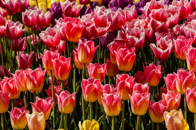 Frühlingsfeld mit bunten Tulpen