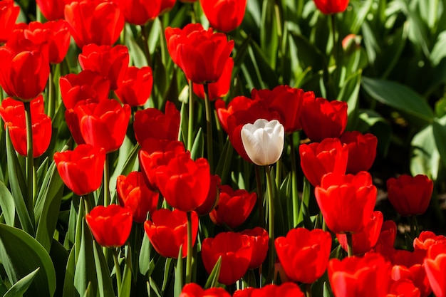 Frühlingsfeld mit bunten Tulpen