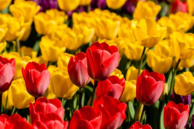 Frühlingsfeld mit bunten Tulpen