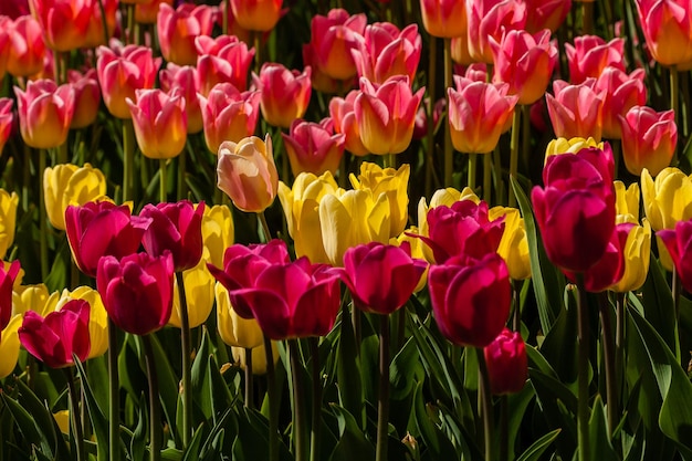 Frühlingsfeld mit bunten Tulpen