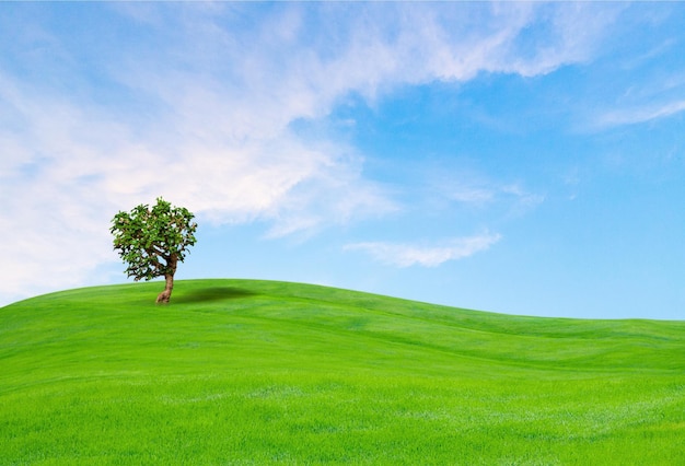 Frühlingsfeld mit einsamem Baum im Hintergrund