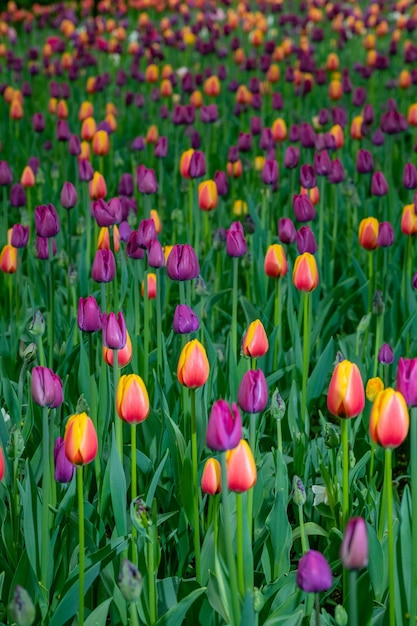 Frühlingsfeld mit schönen mehrfarbigen Tulpen