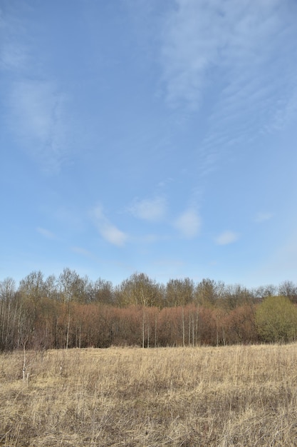 Frühlingsfeld und blauer Himmel