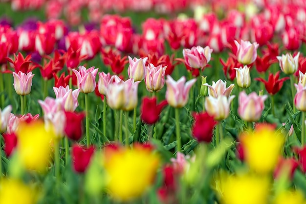 Frühlingsfelder der blühenden Tulpe. Schönheit im Freienszene. Bunte Blumen Bauernhoflandschaft