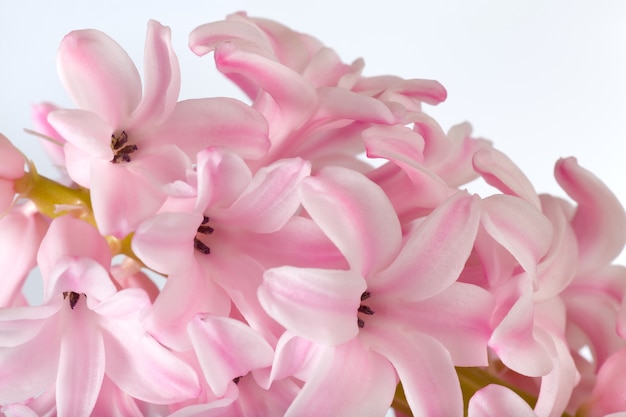 Frühlingsferien rosa Hyazinthen blüht Oberfläche ( )