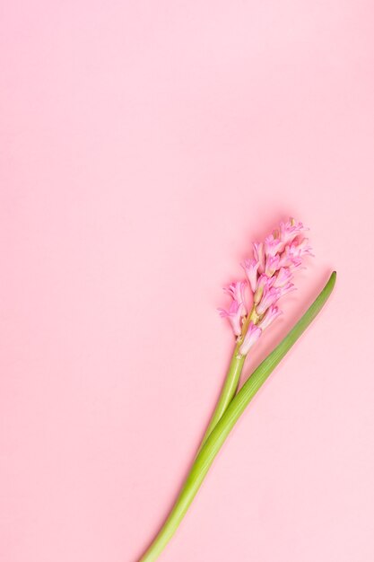 Frühlingsfestlicher minimaler Hintergrund mit einer rosa Hyazinthenblume auf Pastellrosa.