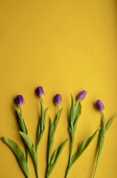 frühlingsfrische tulpen auf gelbem hintergrund für muttertag, valentinstag, osterferienpostkarte