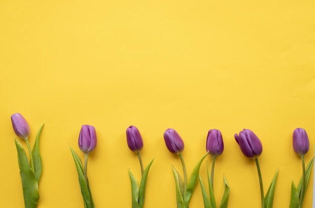 frühlingsfrische tulpen auf gelbem hintergrund für muttertag, valentinstag, osterferienpostkarte