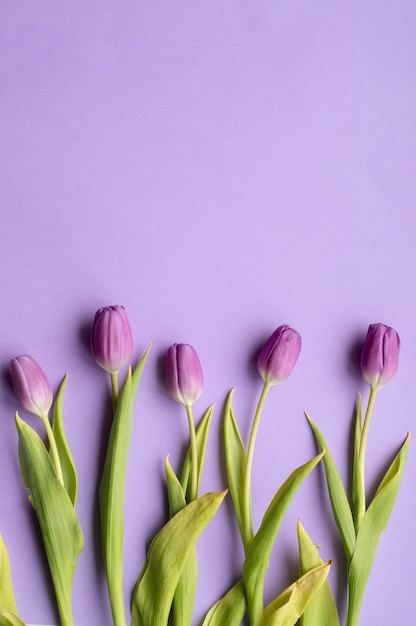 frühlingsfrische tulpen auf violettem hintergrund für muttertag, valentinstag, osterferienpostkarte