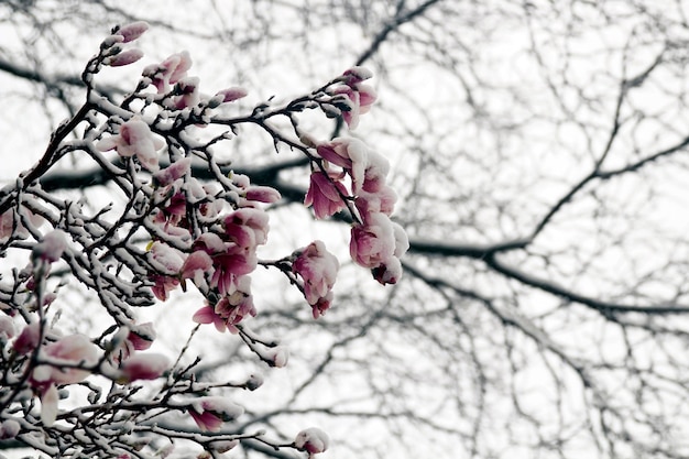 Frühlingsfrost bedeckt Magnolienbaum und Garten mit Schnee