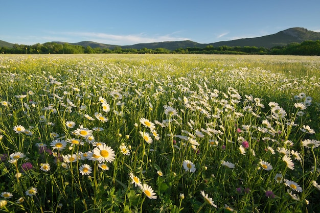 Frühlingsgänseblümchenblumen in der Bergwiese