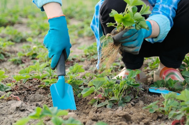 Frühlingsgarten, Hände der Frau in den Handschuhen mit Gartenwerkzeugen pflanzen Erdbeerbüsche