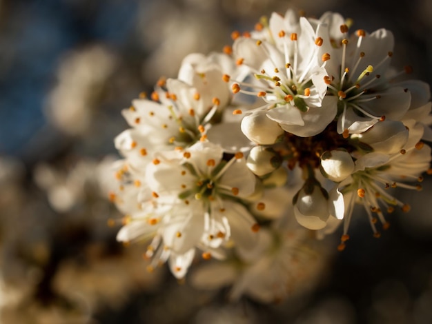 Frühlingsgarten in voller Blüte mit Bridght-Blumen.