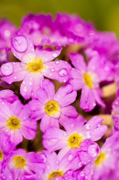 Frühlingsgarten in voller Blüte.