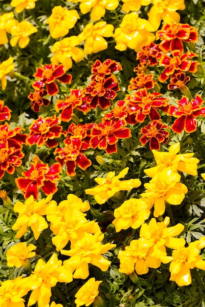 Frühlingsgarten in voller Blüte.