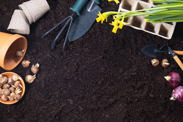 Frühlingsgartenhintergrund. Gartengeräte mit Hyazinthen- und Krokuszwiebeln auf fruchtbarem Bodentexturhintergrund. Draufsicht, Kopierraum.