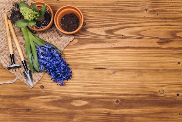 Frühlingsgartenhintergrund mit Hyazinthenblumenzwiebeln Knollenschaufel und Erde auf dem Holztisch