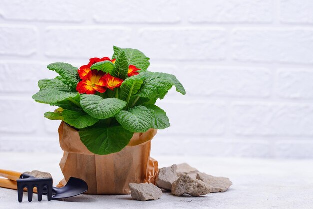 Frühlingsgartenkonzept mit blühenden Blumen