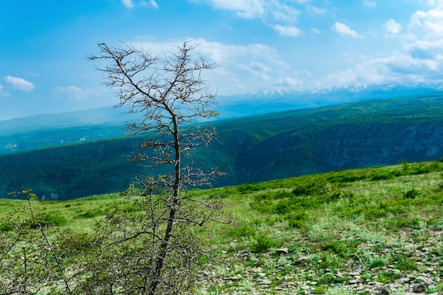 Frühlingsgebirgsbaum mit kaum blühenden Blättern vor dem Hintergrund unscharfer Berghänge mit Gletschern in der Ferne