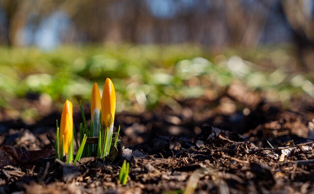 Frühlingsgelbe Krokusblütenknospen in der Morgensonne