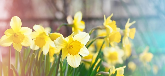 Foto frühlingsgelbe narzissenblumen, naturbild, makrofoto mit verschwommenem hintergrund, 8. märz, frauentag, frühlingskonzept