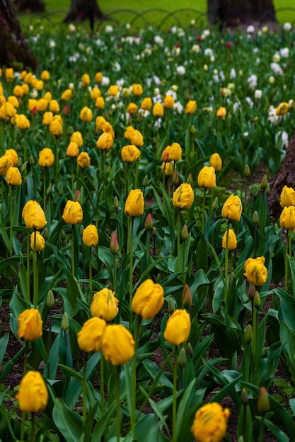 Frühlingsgelbe Tulpen, die schöne Frühlingsblumen singen, ein Blumenbeet mit Tulpen beim Tulpenfest