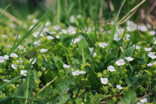 Frühlingsgras und Blume auf einem Feld