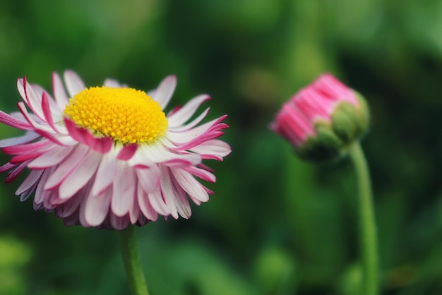 Frühlingsgras und Blumen auf einem Feld