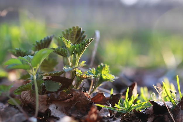 Frühlingsgras und Blumen