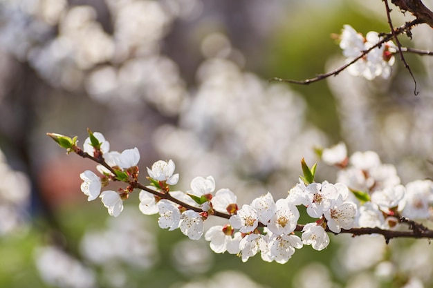 Frühlingsgrenze oder Hintergrundkunst mit rosa Blüte