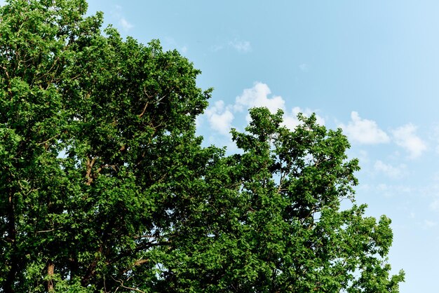 Frühlingsgrünblätter auf einem Baum gegen einen blauen Himmel