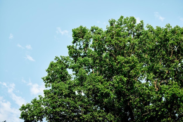 Frühlingsgrünblätter auf einem Baum gegen einen blauen Himmel