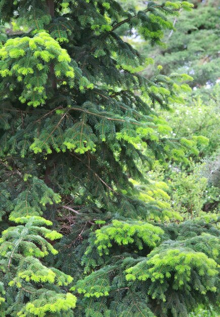 Frühlingsgrüne Tanne (Naturoberfläche)