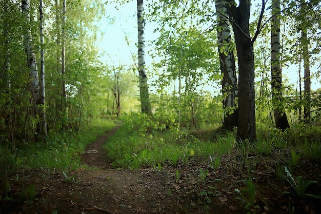 frühlingsgrüne waldlandschaft, abstrakte ansicht im walddickicht